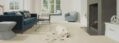 dog laying on carpet with muddy pawprints